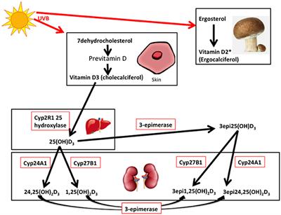 Association of Vitamin D Metabolites With Embryo Development and Fertilization in Women With and Without PCOS Undergoing Subfertility Treatment